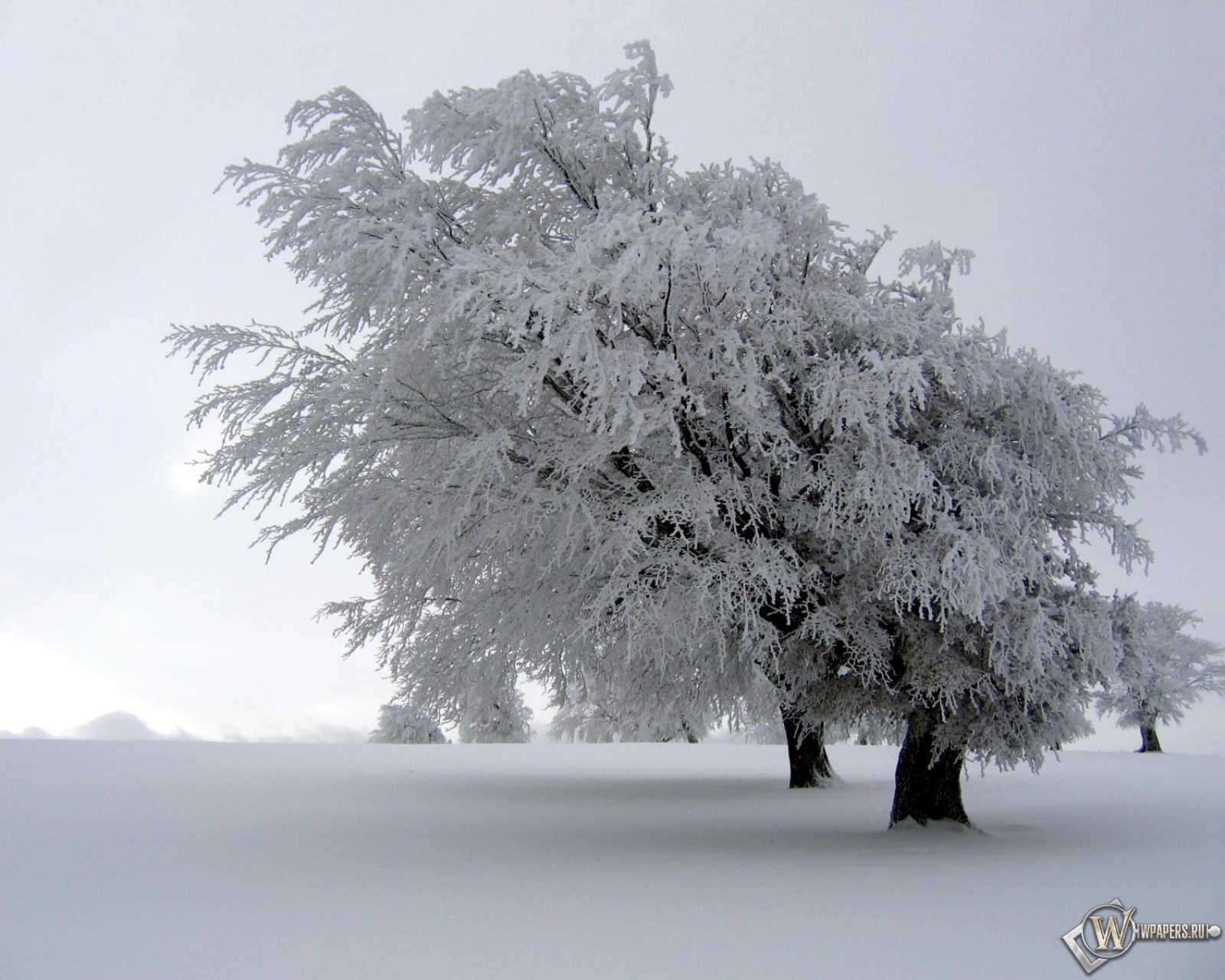 Снег на дереве 1600x1280