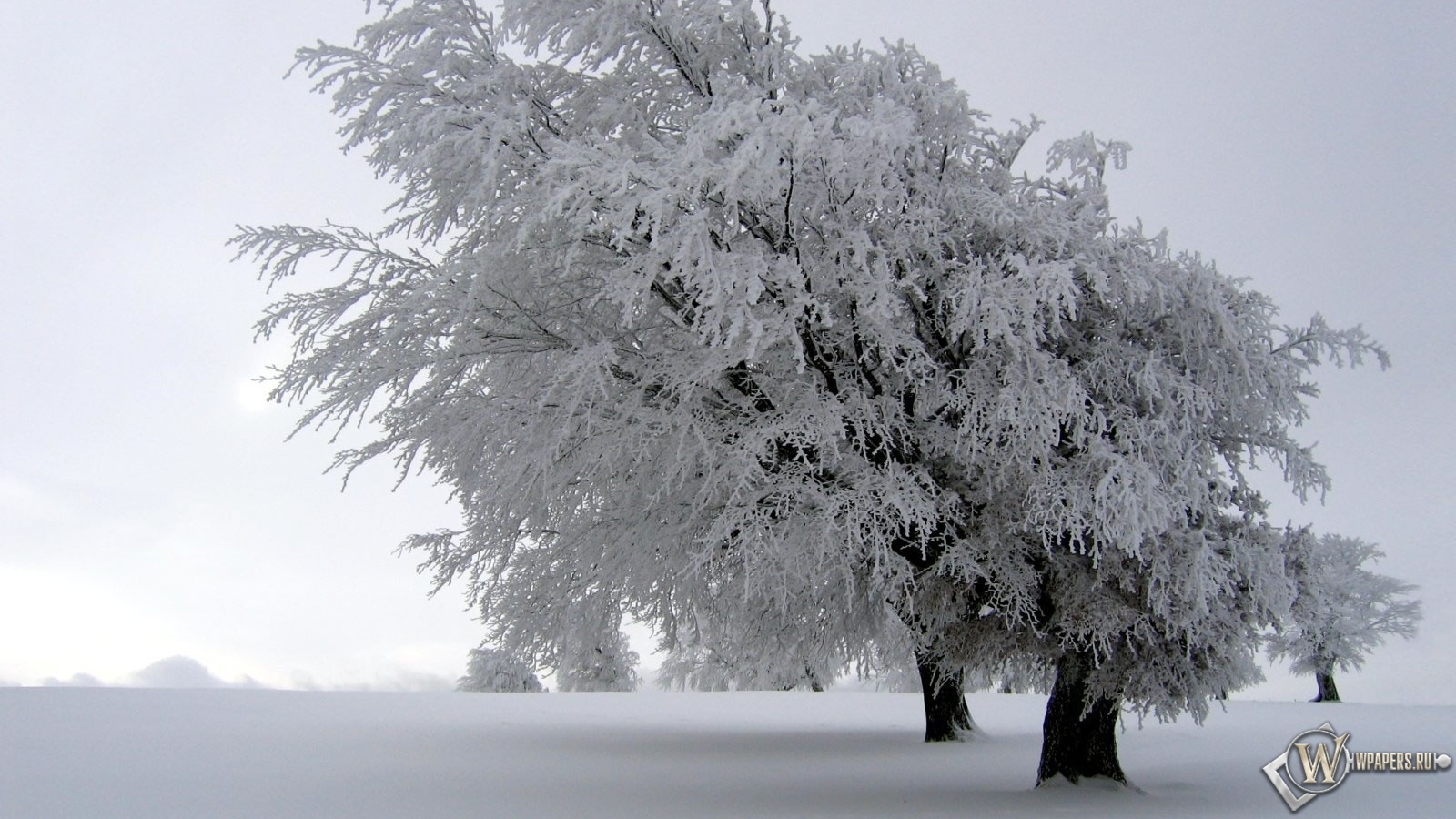 Снег на дереве 1600x900