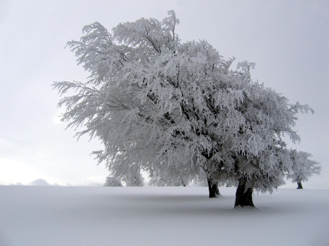 Снег на дереве