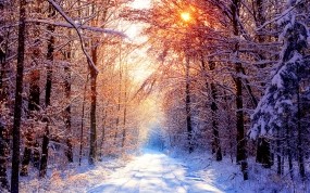 Обои Глубокое молчание: Зима, Снег, Лес, Деревья, Солнце, Зима