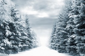 Обои Зимняя аллея: Фонари, Снег, Тучи, Аллея, Небо, Елки, Зима