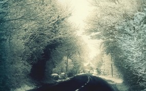Обои Зимняя дорога: Снег, Дорога, Деревья, Кусты, Полосы, Столбы, Зима