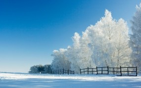 Обои Утренний зимний лес: Снег, Лес, Деревья, Поле, Утро, Зима