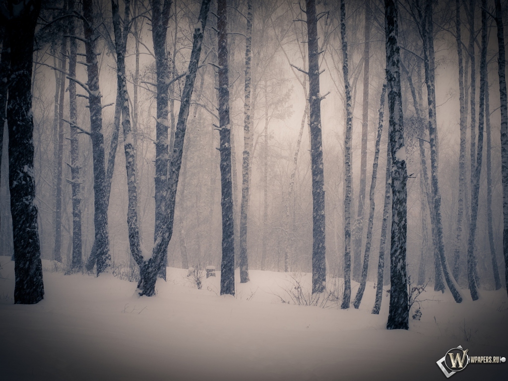 Тишина в зимнем лесу 1024x768