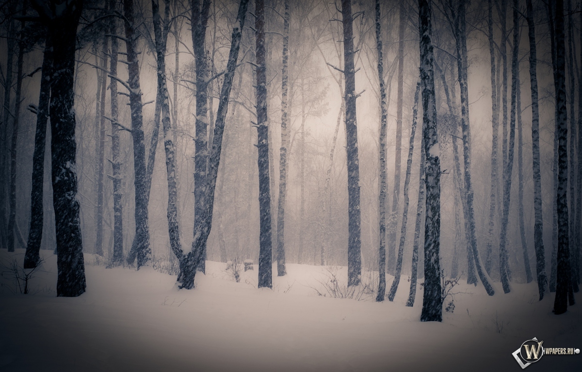 Тишина в зимнем лесу 1200x768