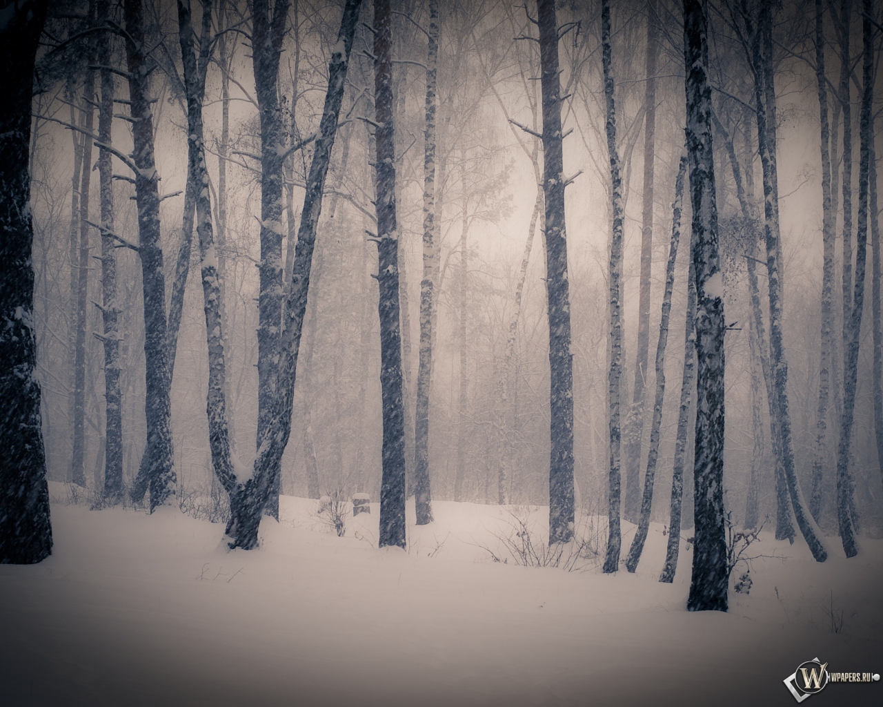 Тишина в зимнем лесу 1280x1024
