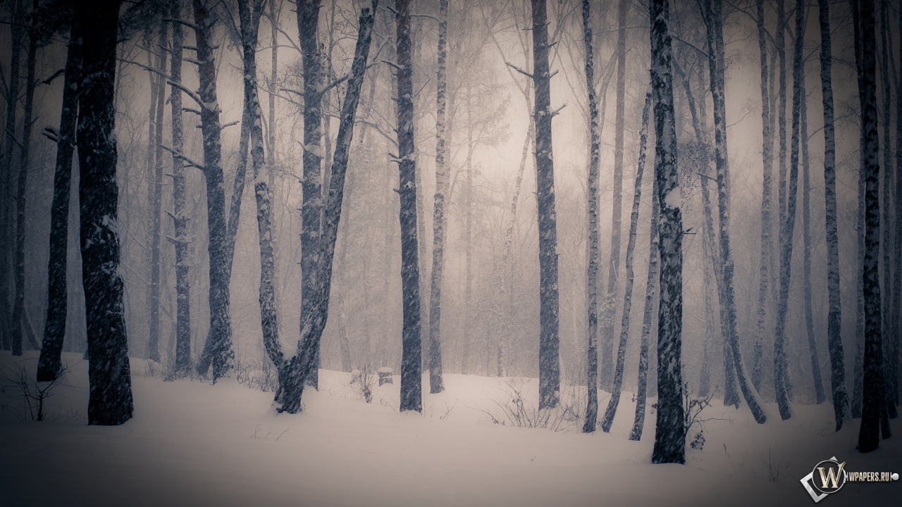 Тишина в зимнем лесу 1280x720