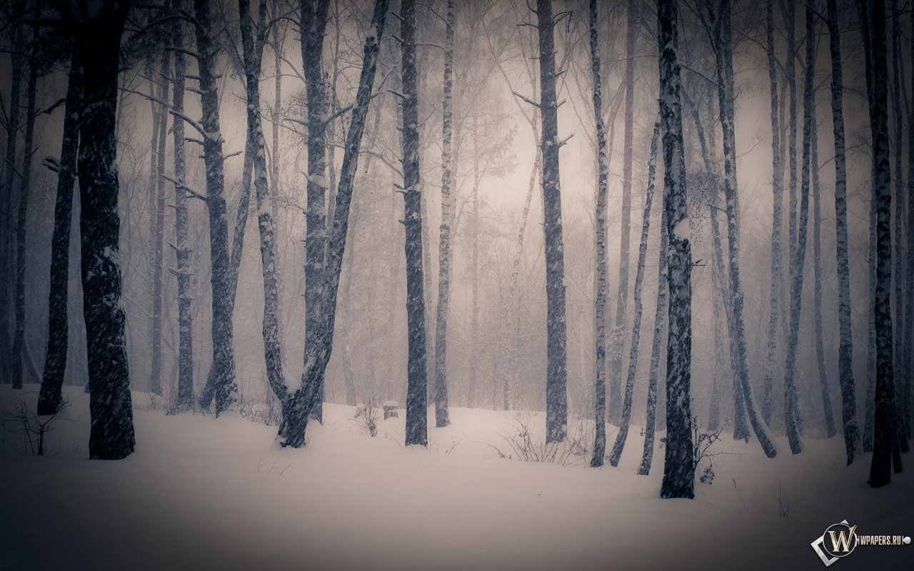 Тишина в зимнем лесу 1280x800