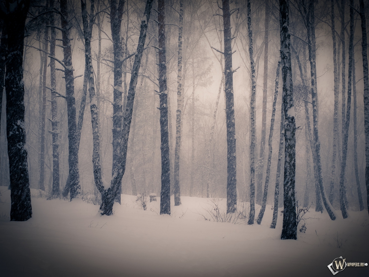 Тишина в зимнем лесу 1280x960