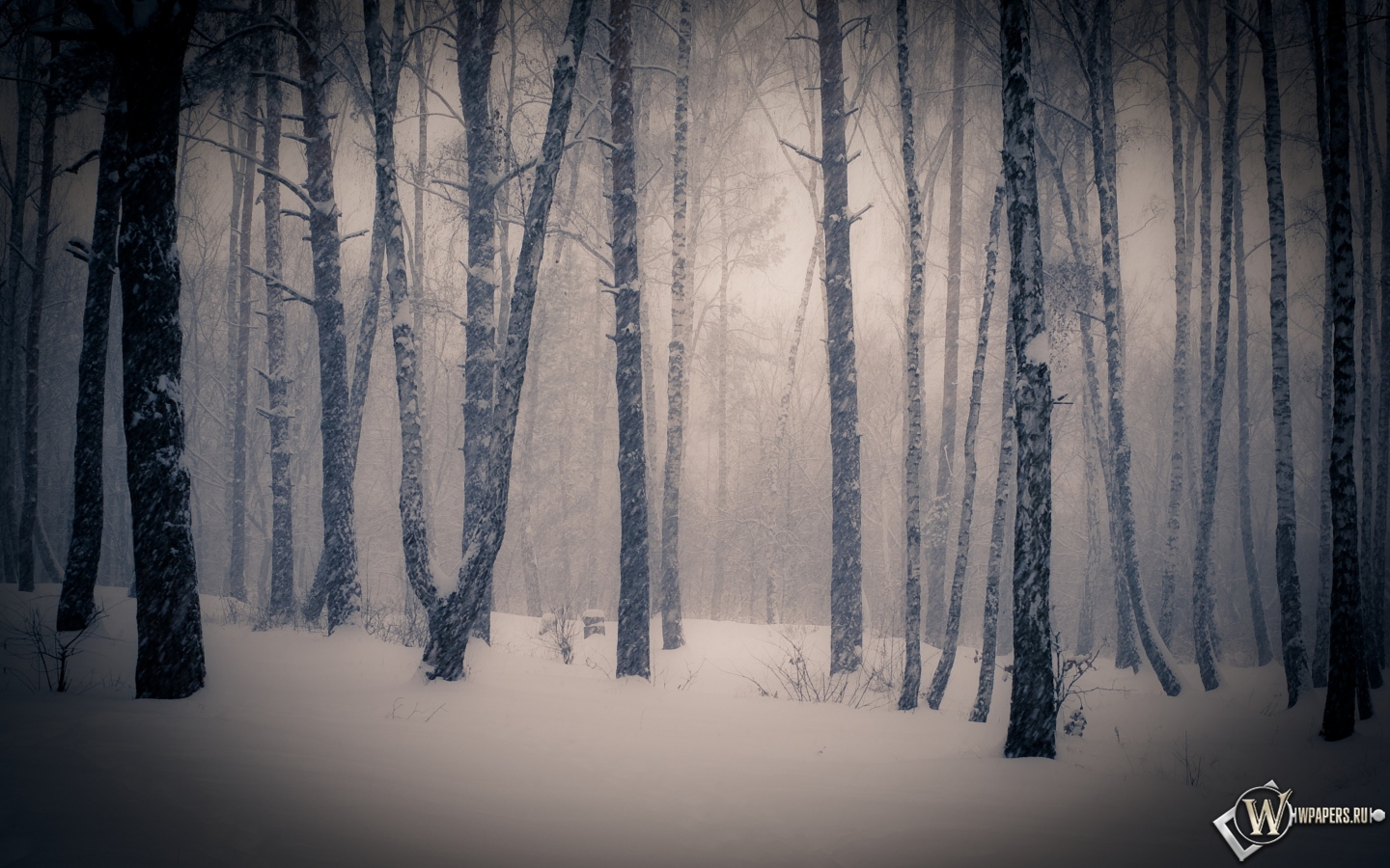 Тишина в зимнем лесу 1440x900