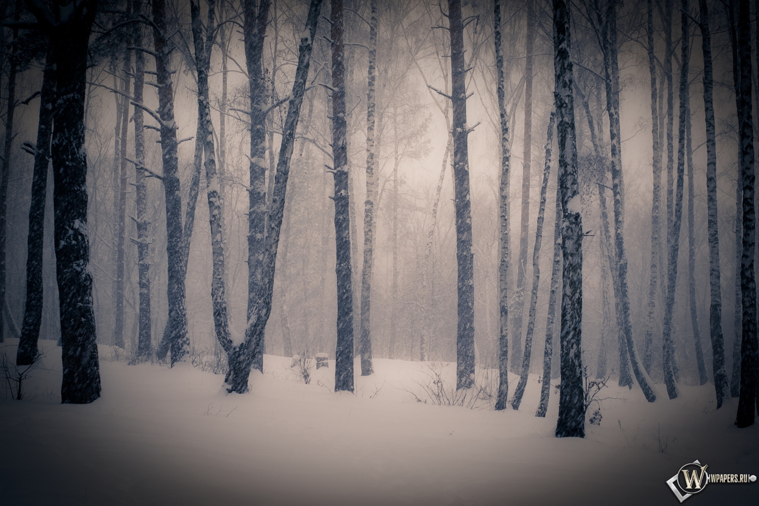 Тишина в зимнем лесу 1500x1000