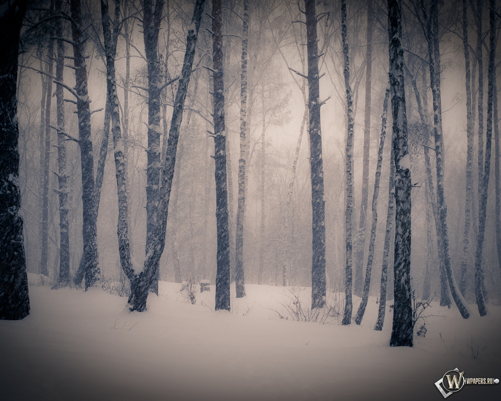 Тишина в зимнем лесу 1600x1280