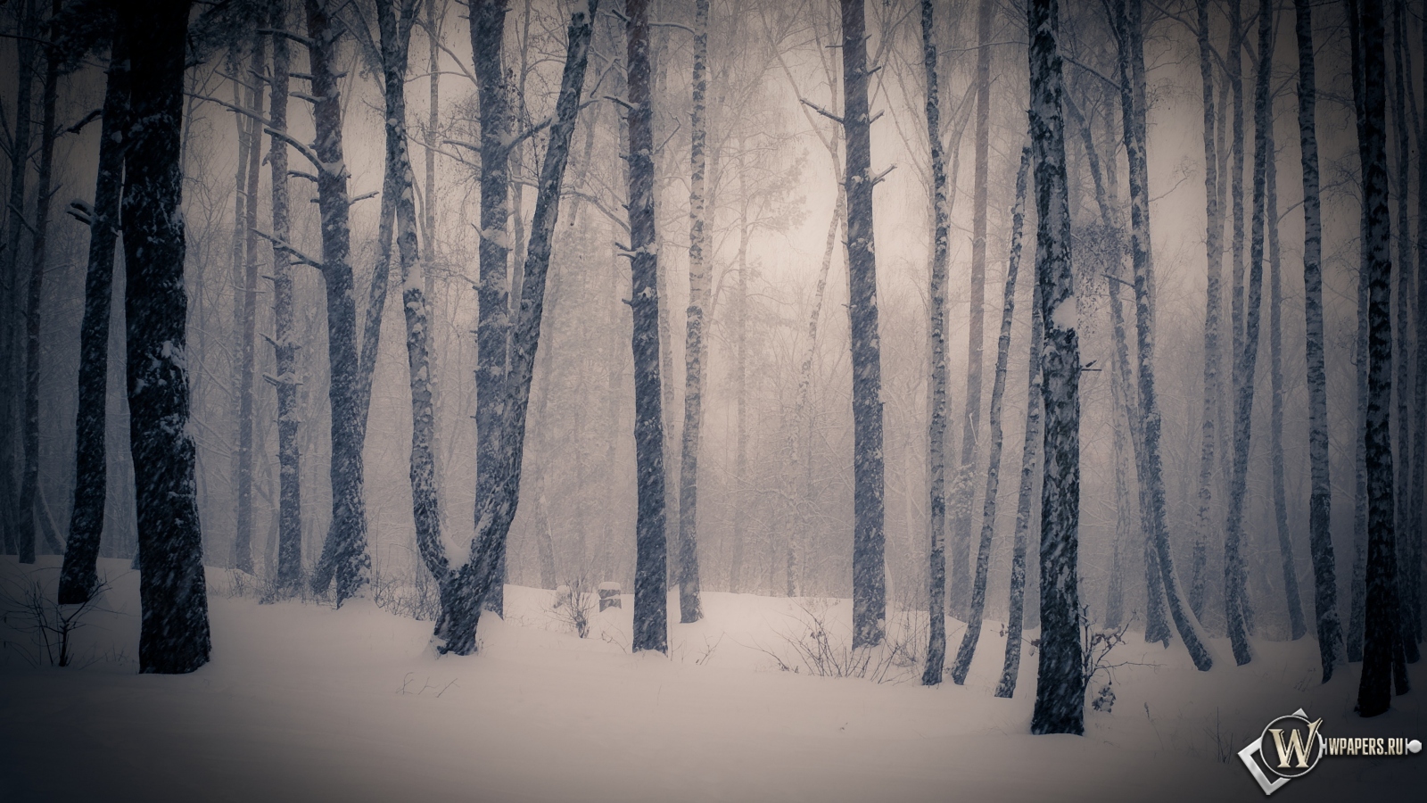 Тишина в зимнем лесу 1600x900