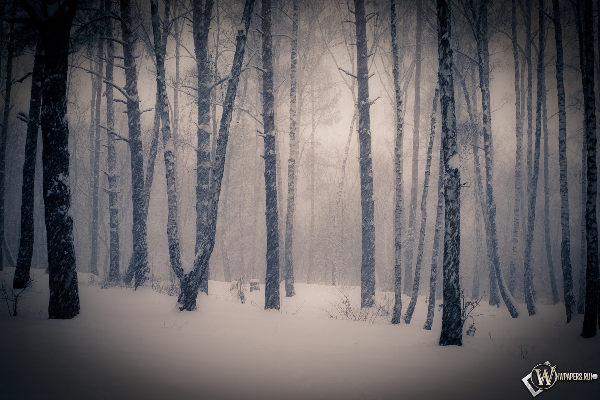 Тишина в зимнем лесу 1920x1280