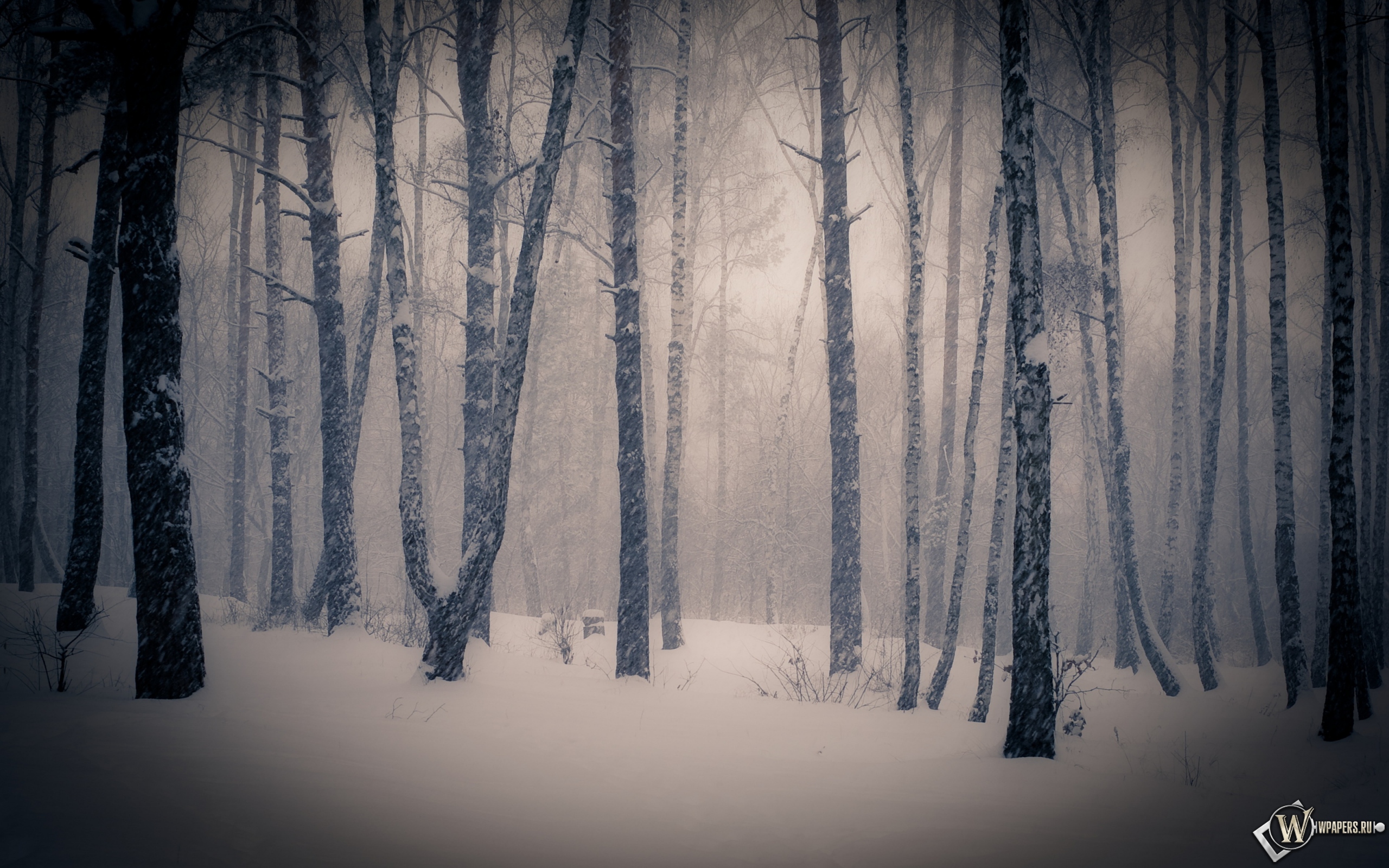 Тишина в зимнем лесу 2560x1600