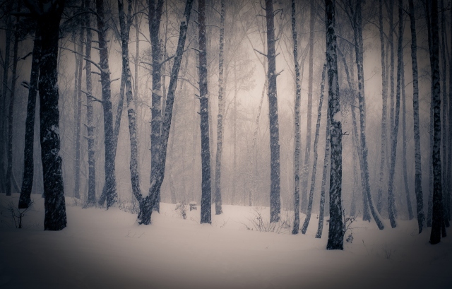 Тишина в зимнем лесу