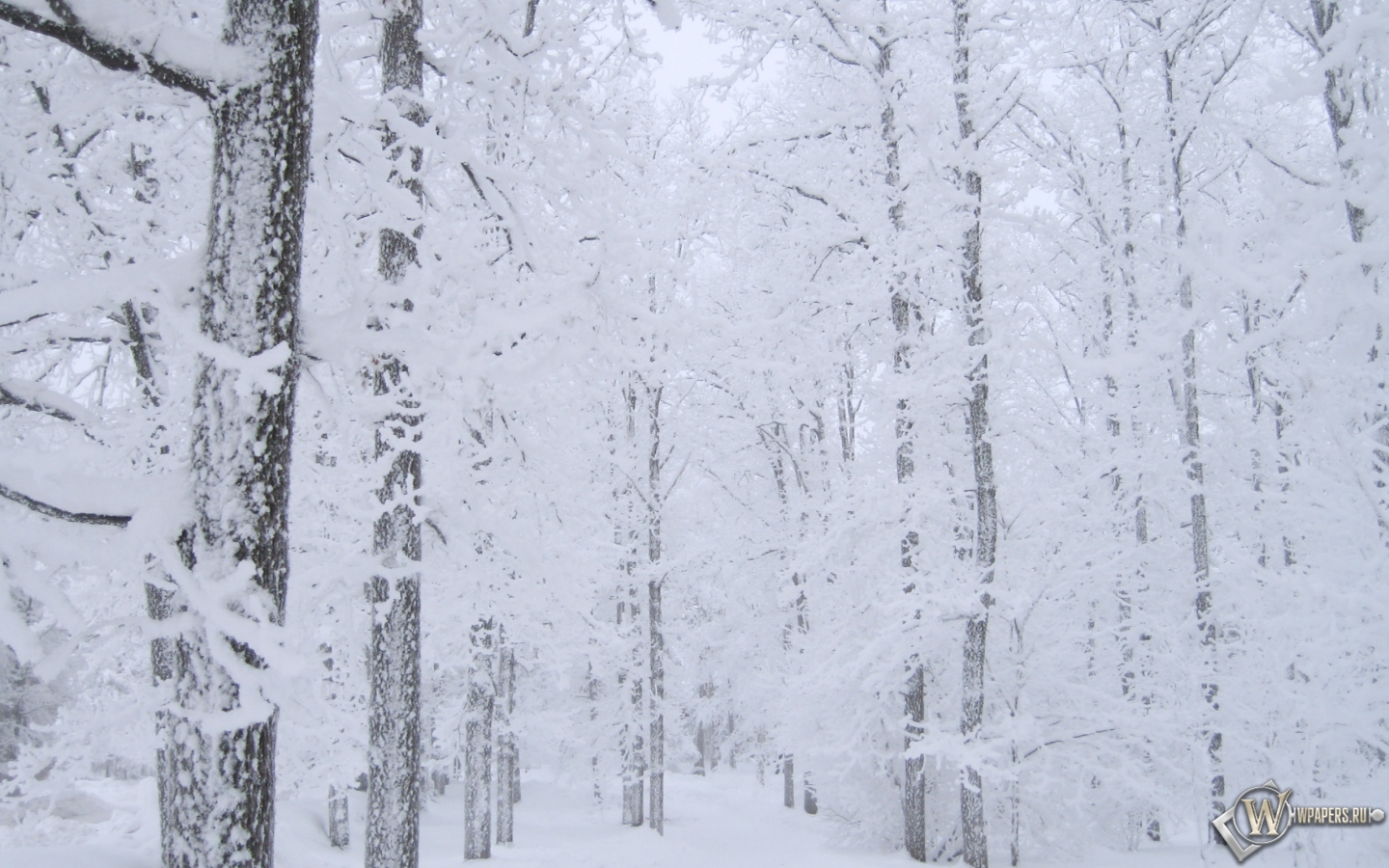 Белоснежный лес 1440x900