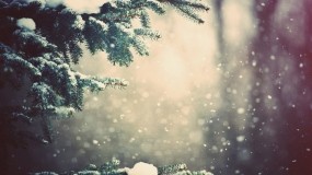 Обои Зимний лес: Зима, Снег, Природа, Ель, Ветка, Зима