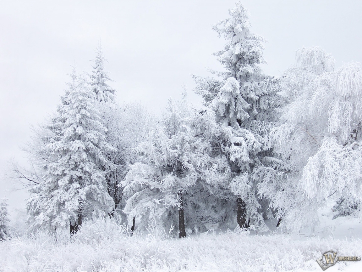 Зимний лес 1152x864