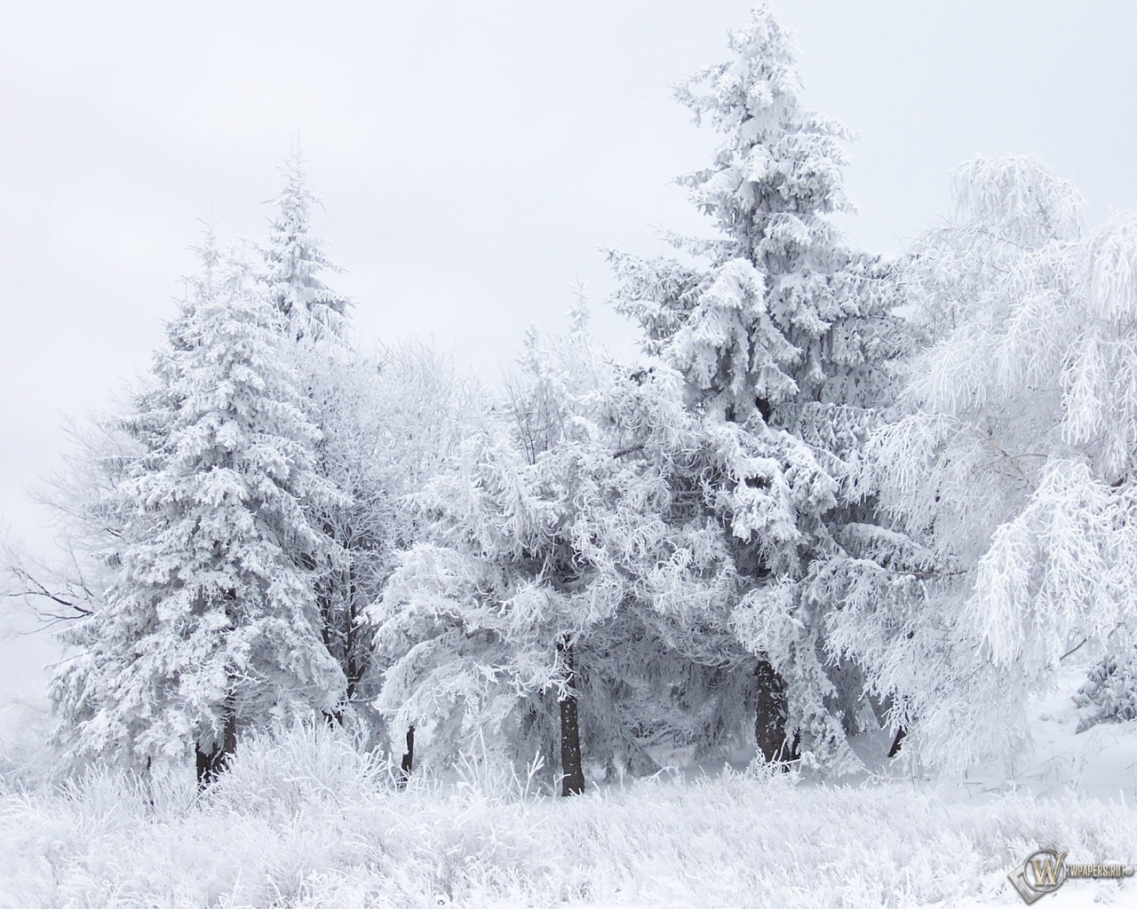 Зимний лес 1280x1024