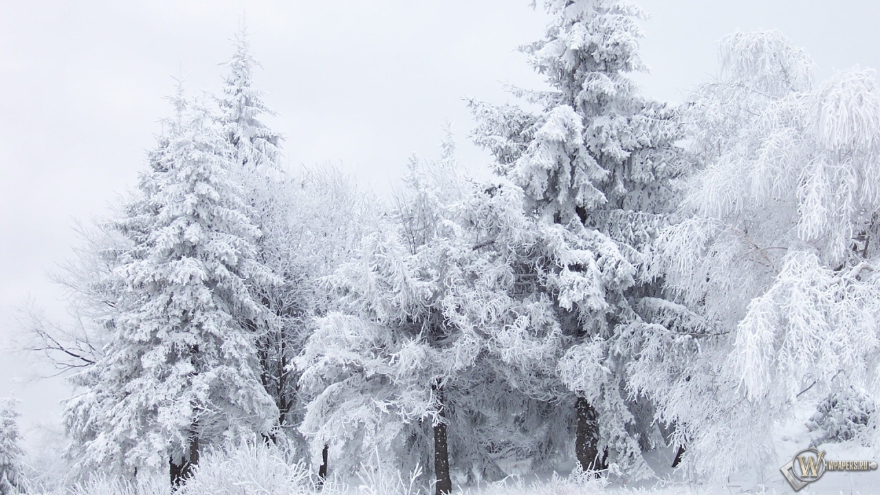Зимний лес 1280x720