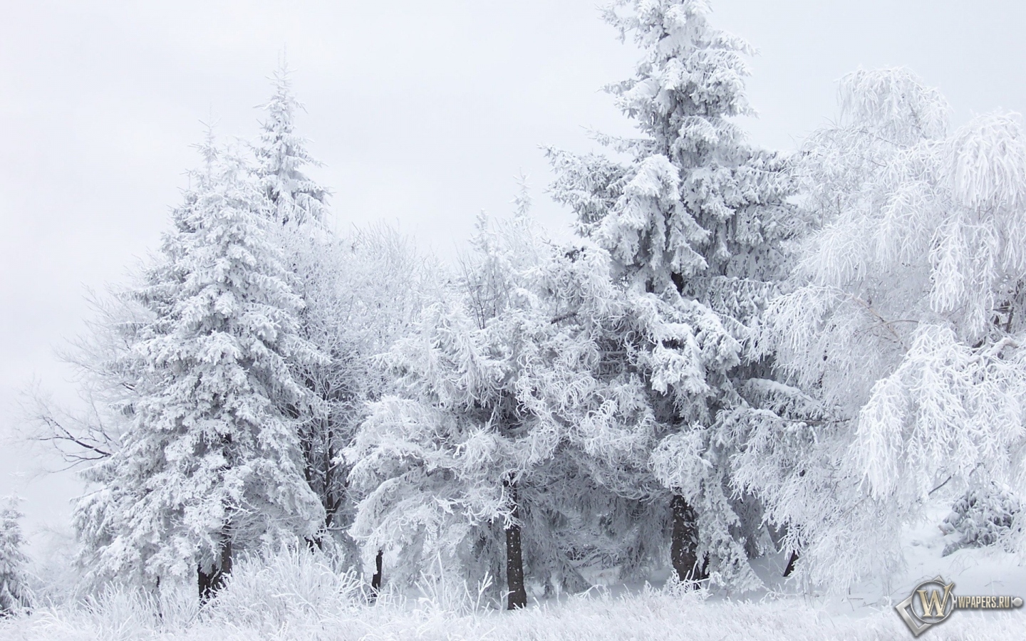 Зимний лес 1440x900