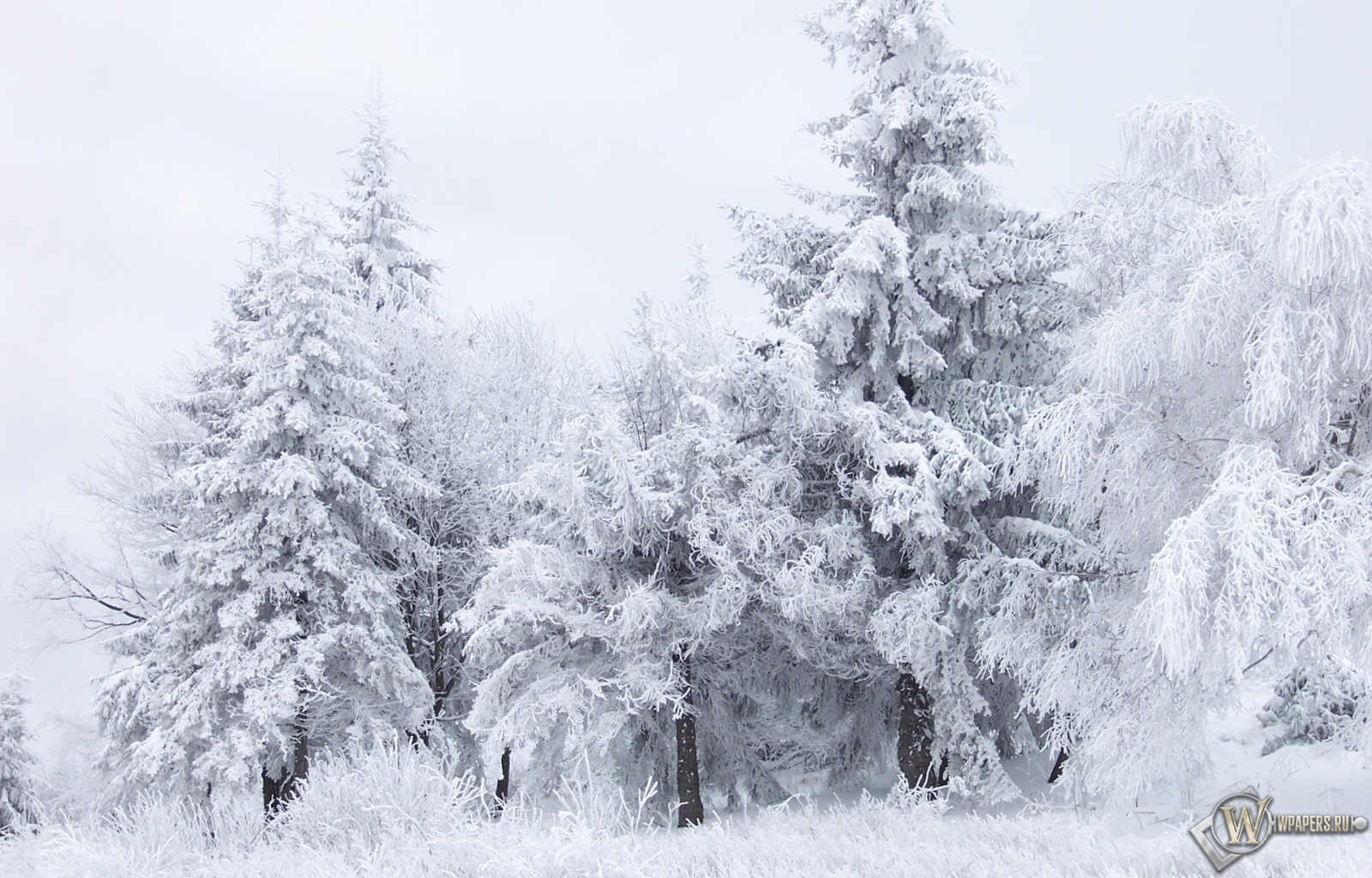 Зимний лес 1600x1024