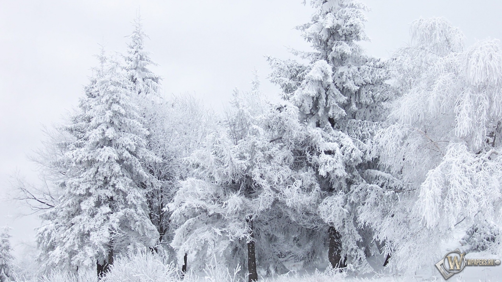 Зимний лес 1600x900