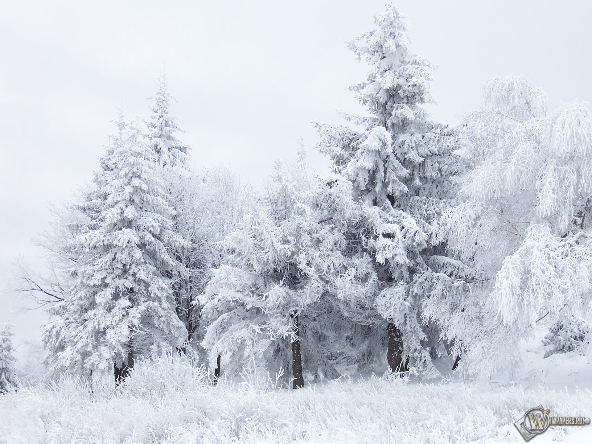 Зимний лес 1920x1440