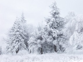 Обои Зимний лес: Зима, Снег, Лес, Деревья, Белый, Зима