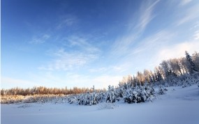 Обои Зимнее небо: Зима, Снег, Лес, Деревья, Небо, Зима